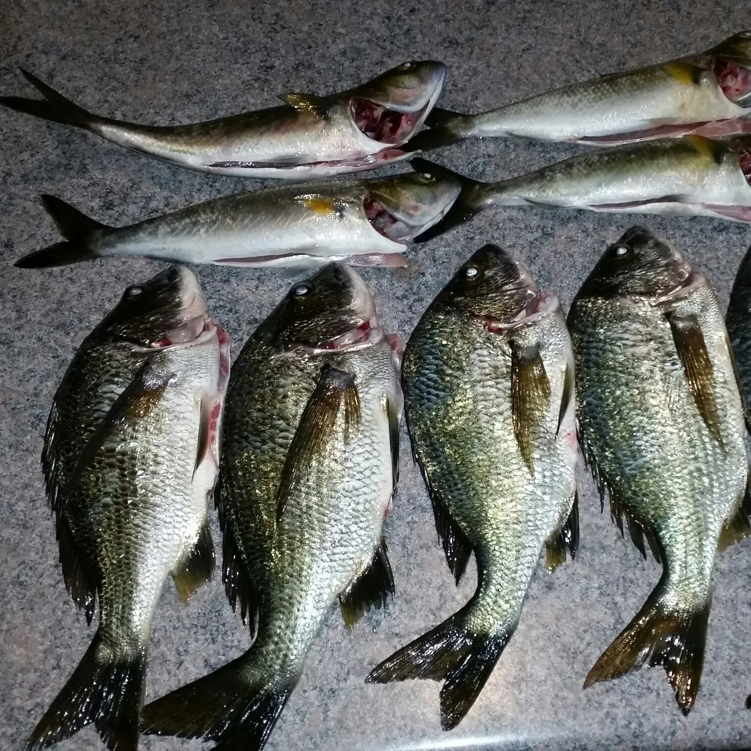 recently logged catches