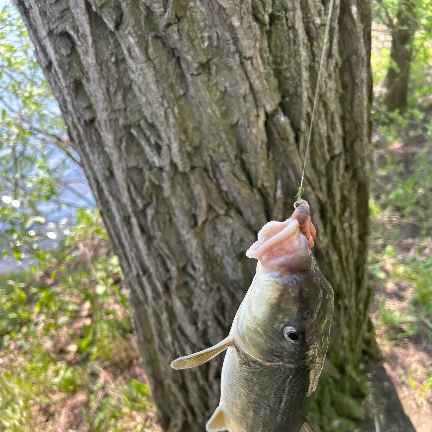 The most recent Northern hogsucker catches on Fishbrain