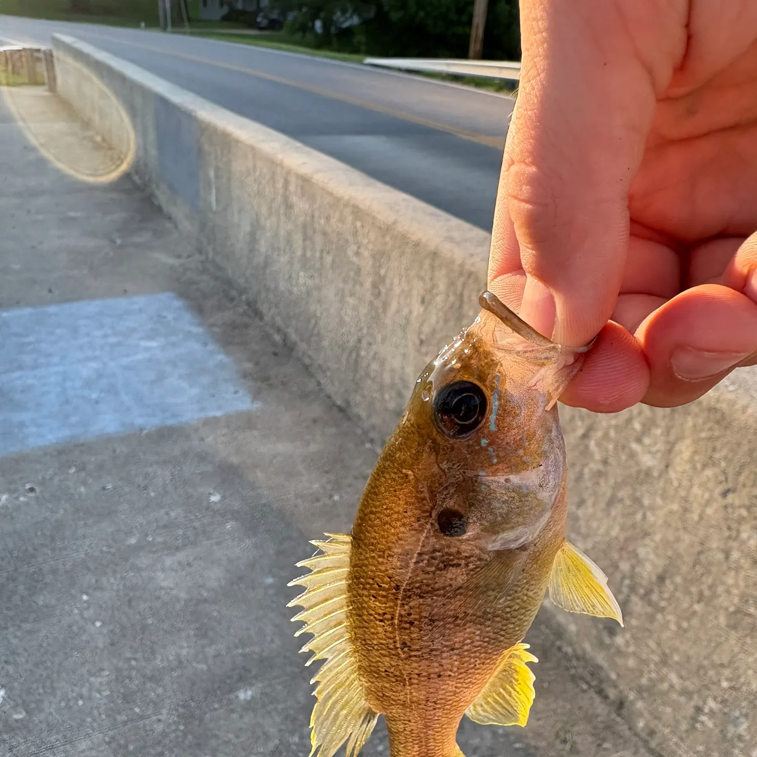 Green sunfish caught on Fishbrain