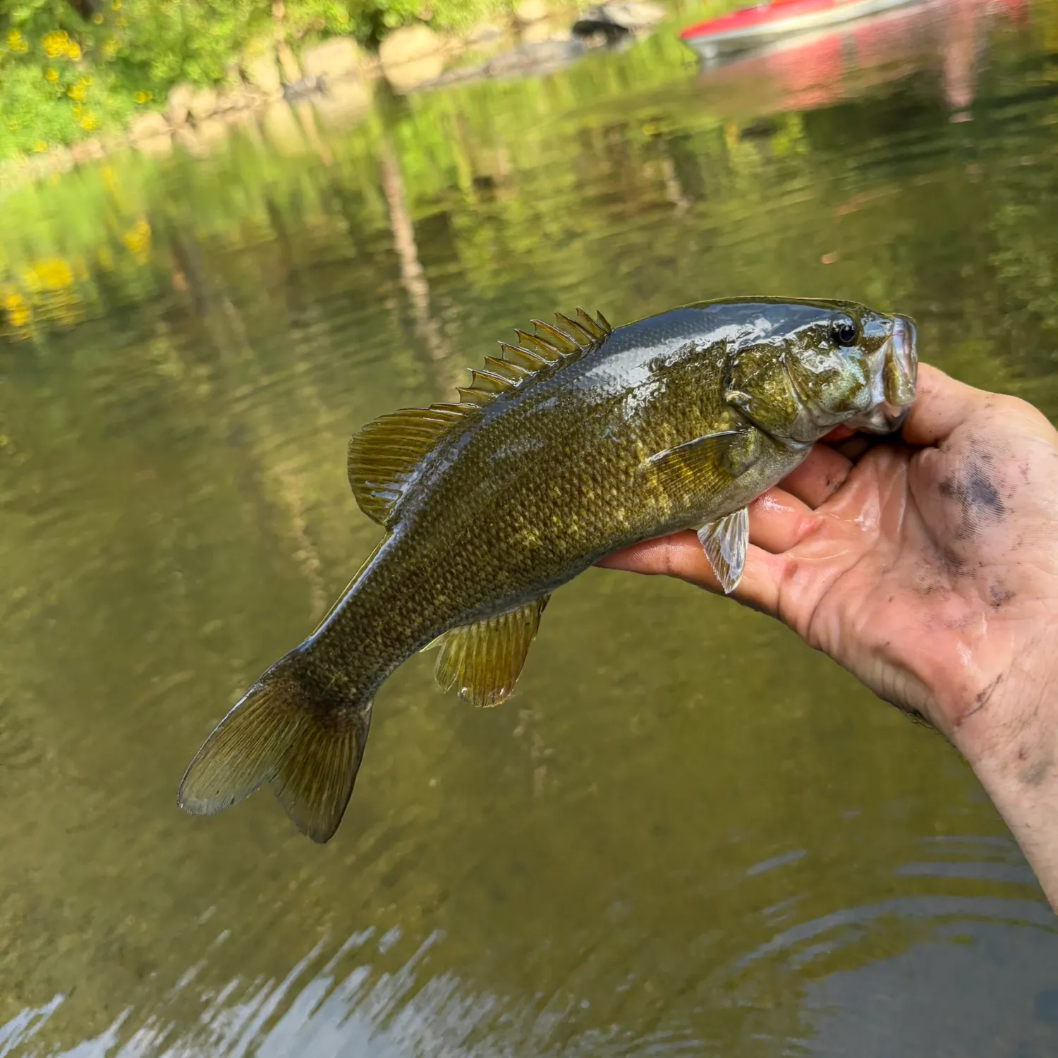 Smallmouth bass caught on Fishbrain