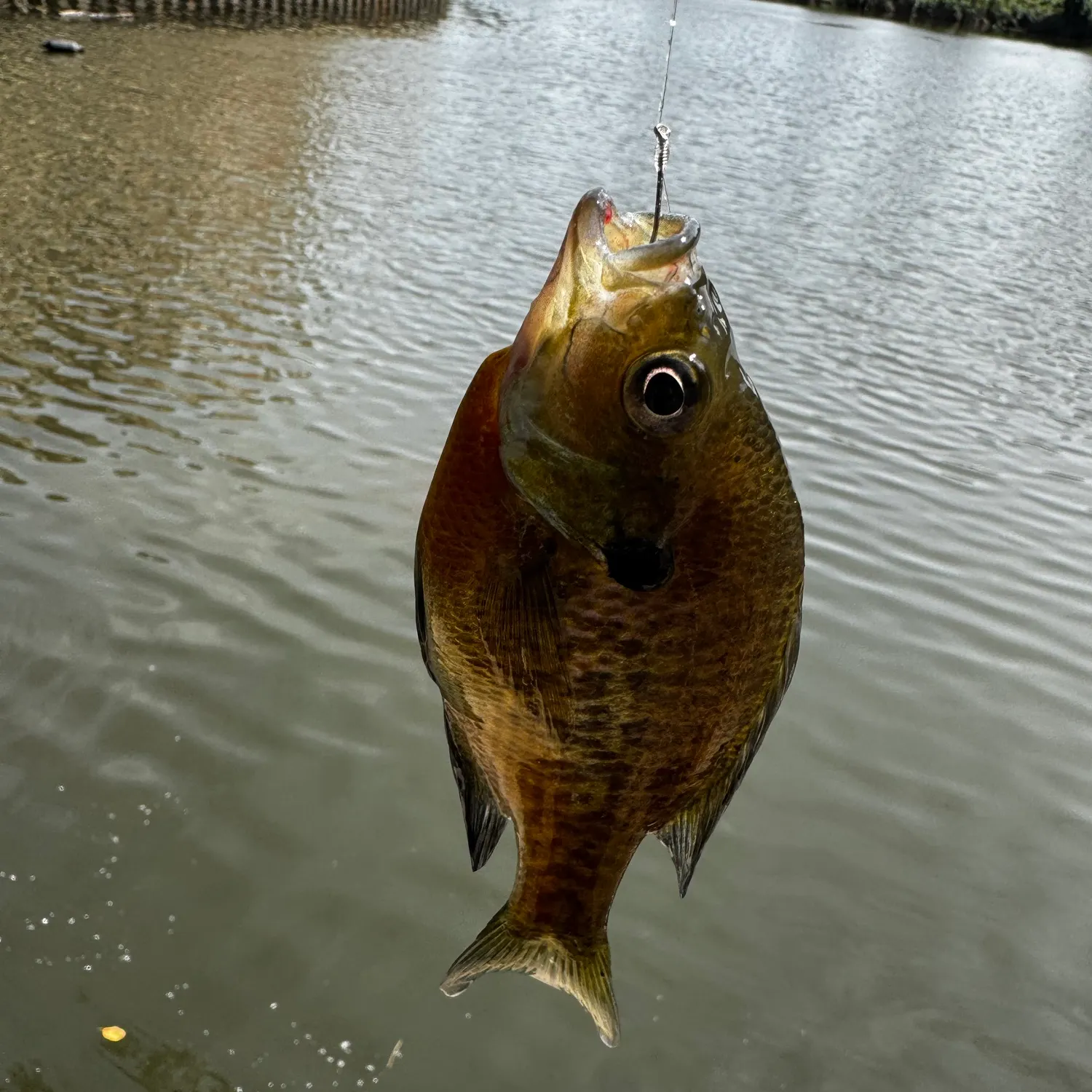 Bluegill caught on Fishbrain