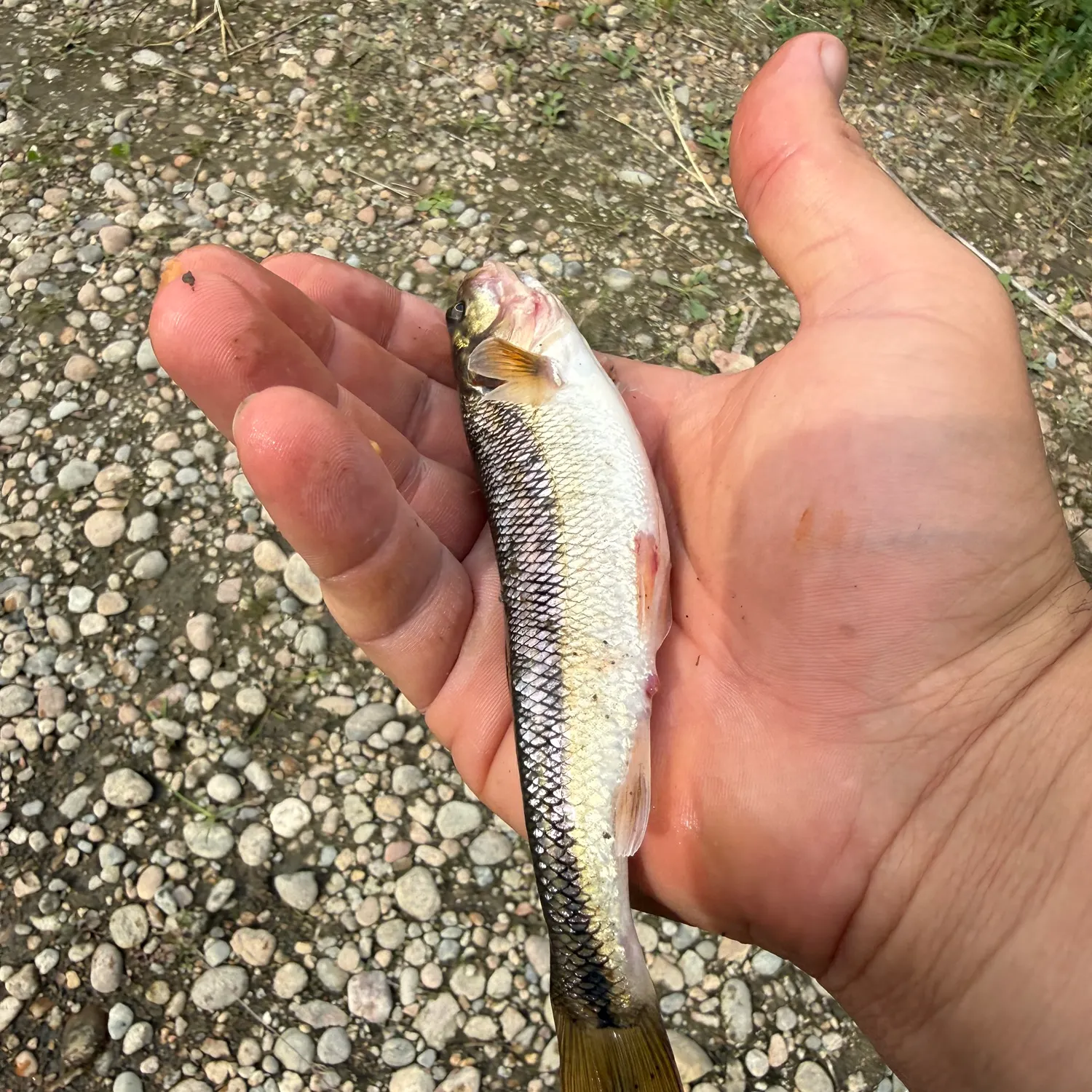 Creek chub caught on Fishbrain