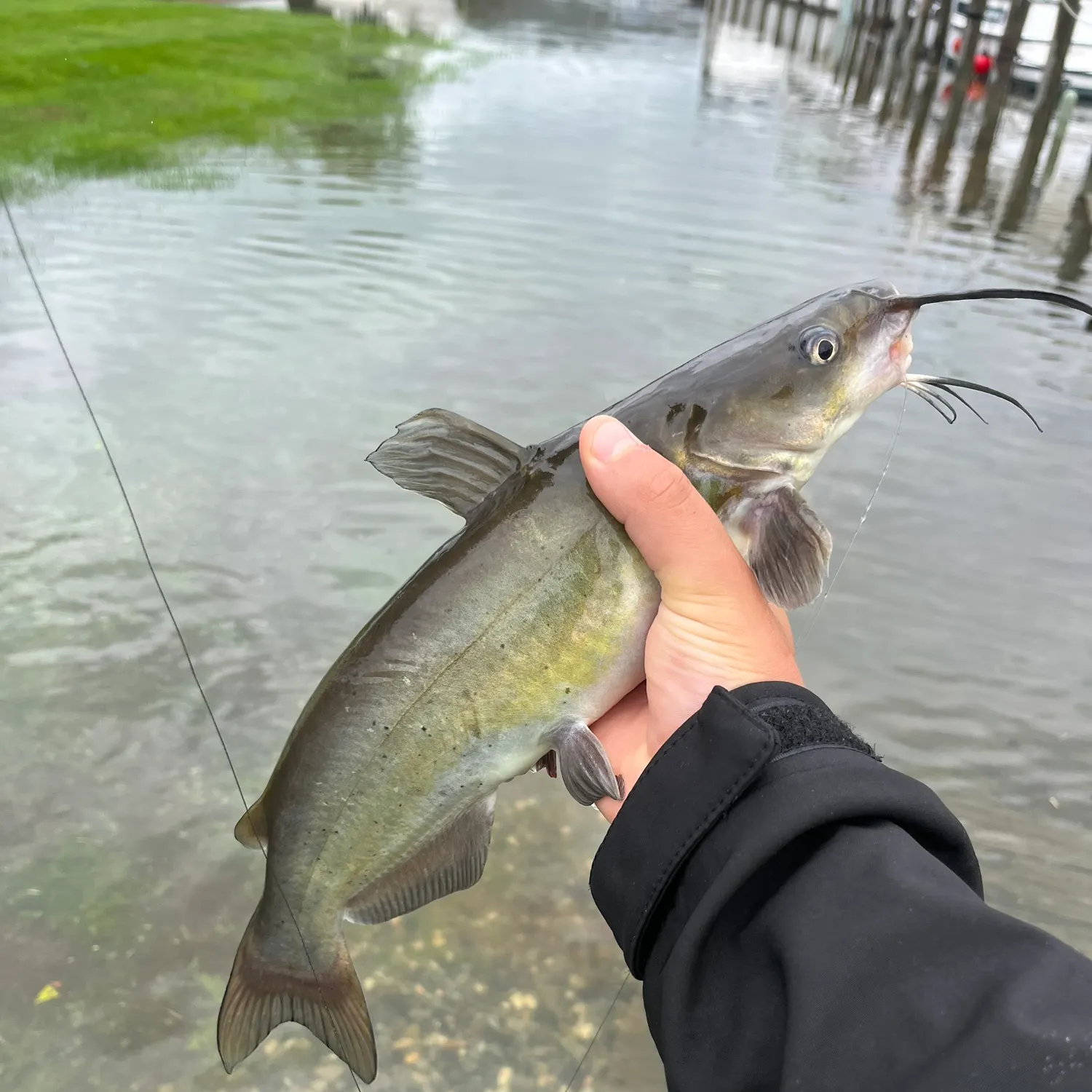 Channel catfish caught on Fishbrain