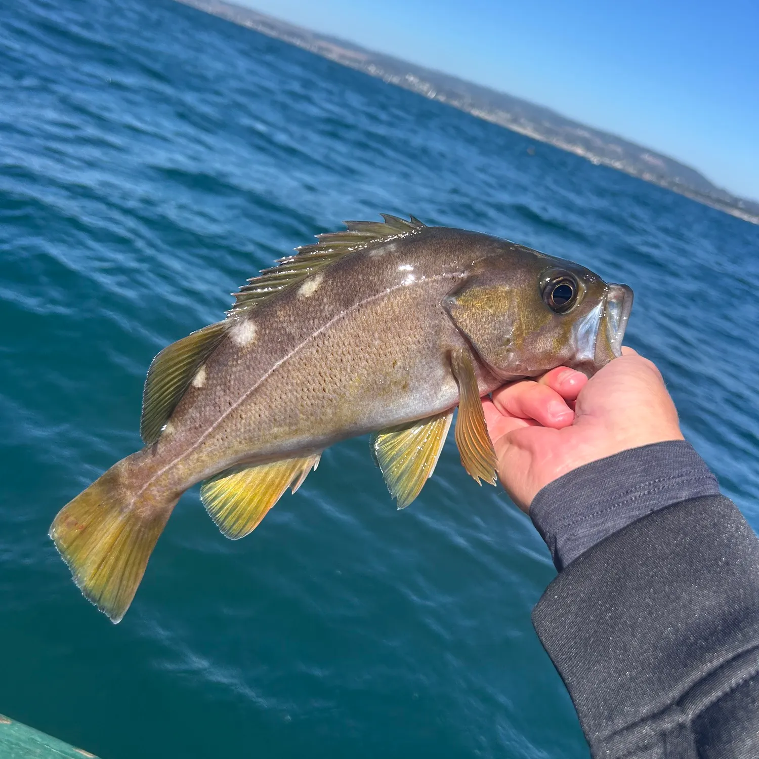 The most recent Olive rockfish catches on Fishbrain