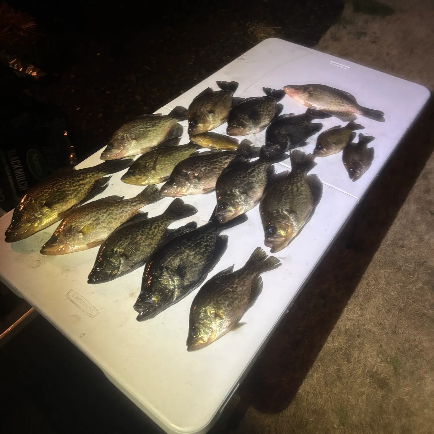 The most recent Black crappie catches on Fishbrain