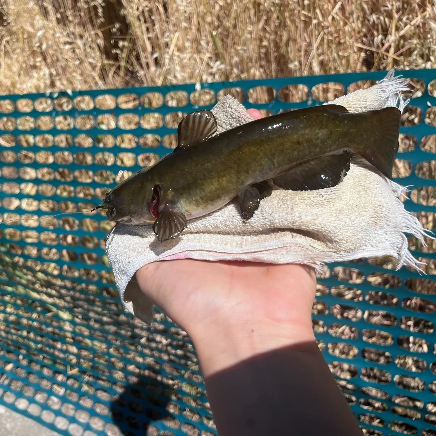 angler catch