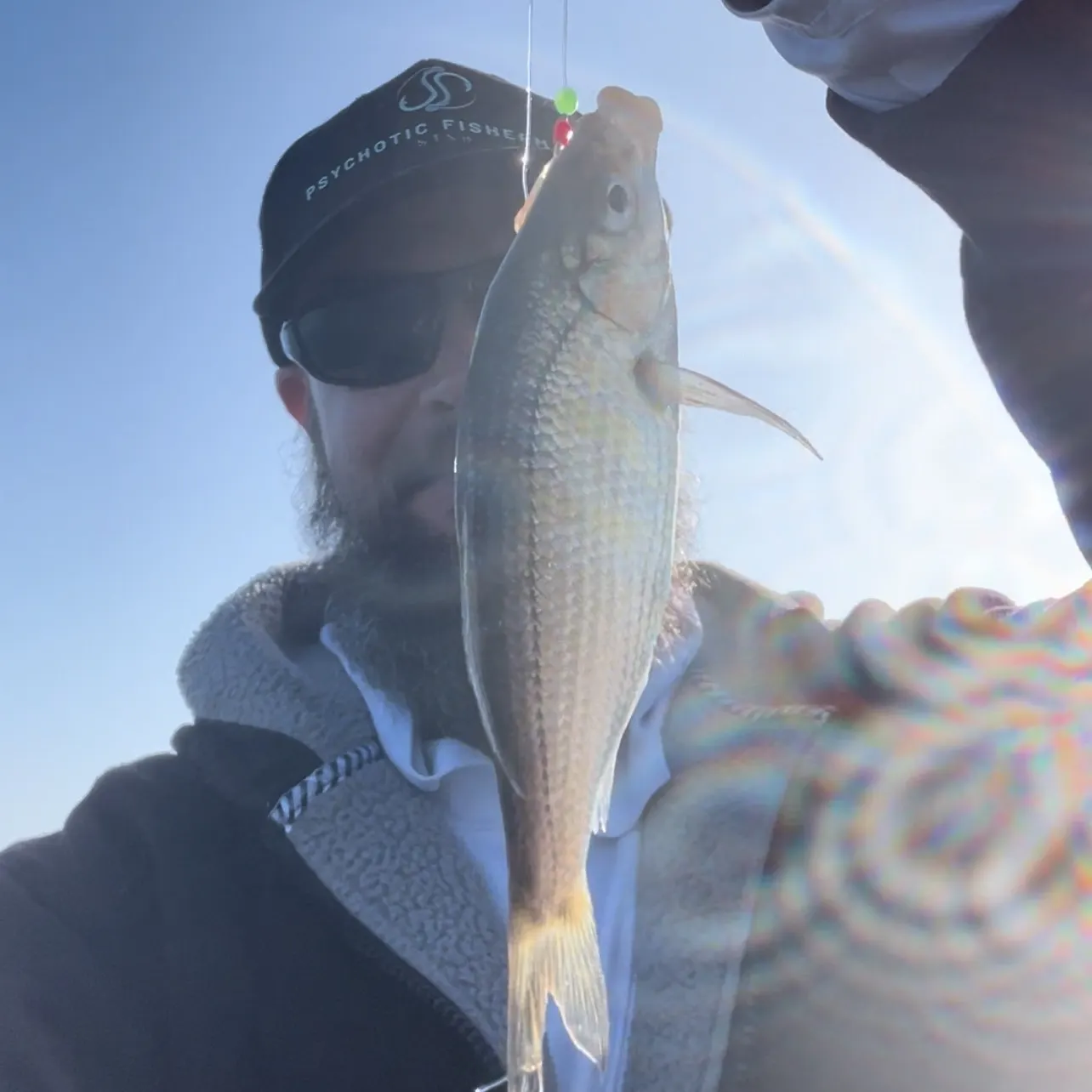 The most recent White seaperch catches on Fishbrain