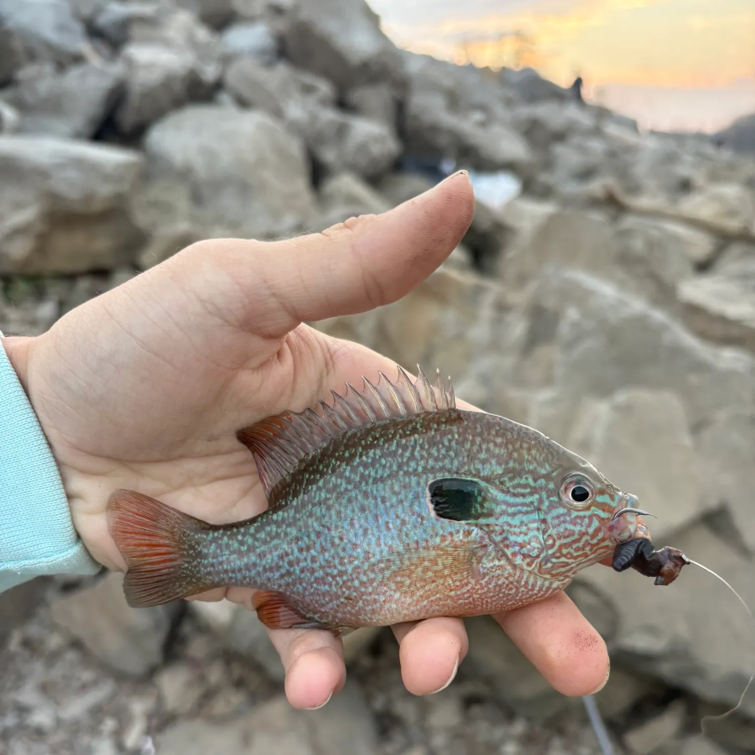 The most recent Longear sunfish catches on Fishbrain
