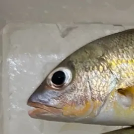 The most recent Dory snapper catches on Fishbrain