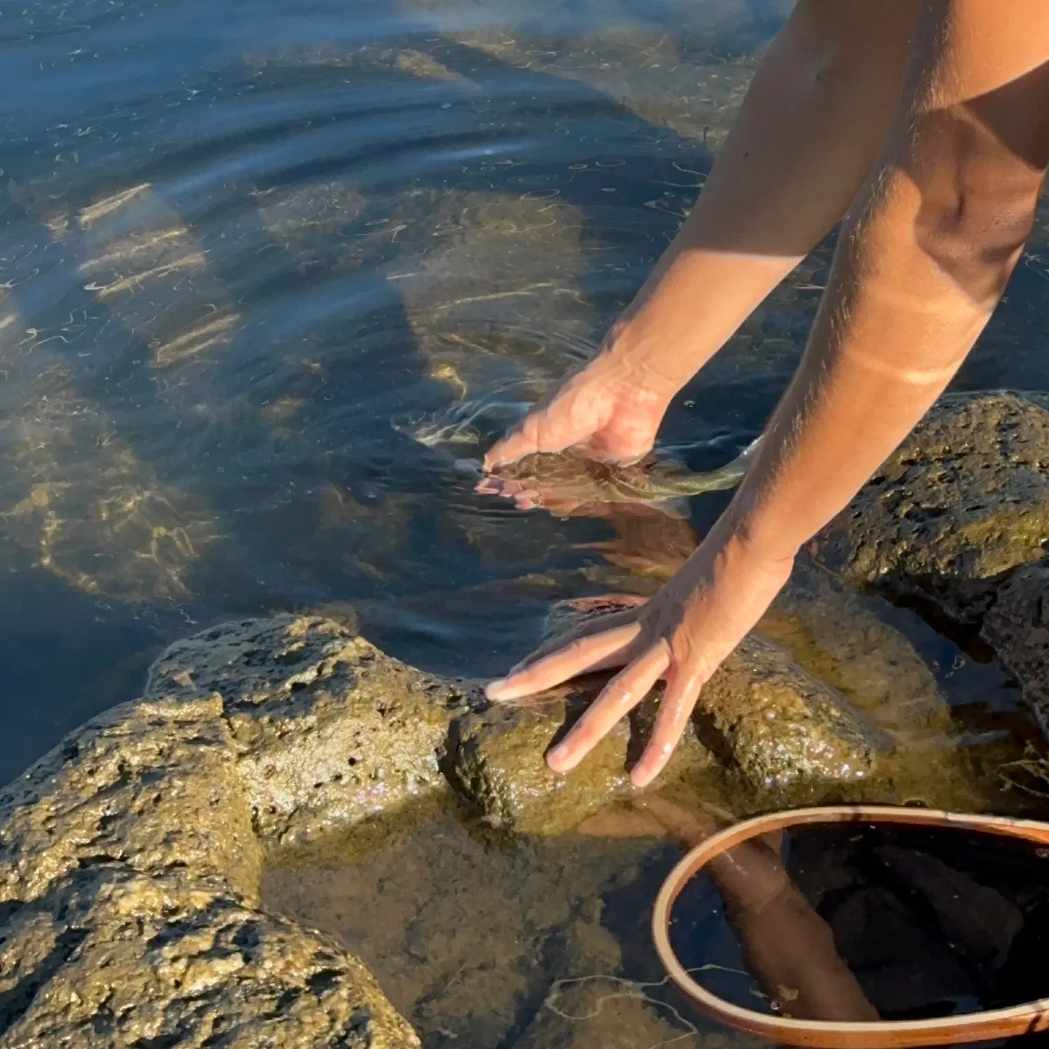 Mountain whitefish caught on Fishbrain