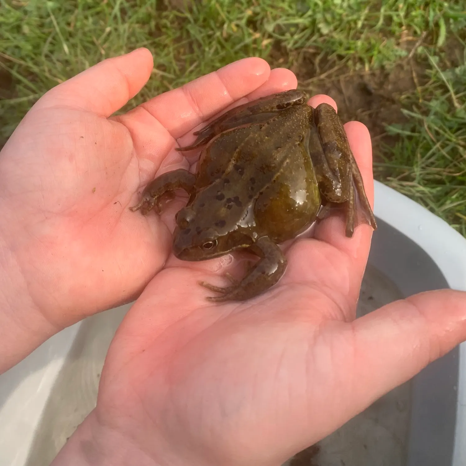 The most recent Broadbanded thornyhead catches on Fishbrain