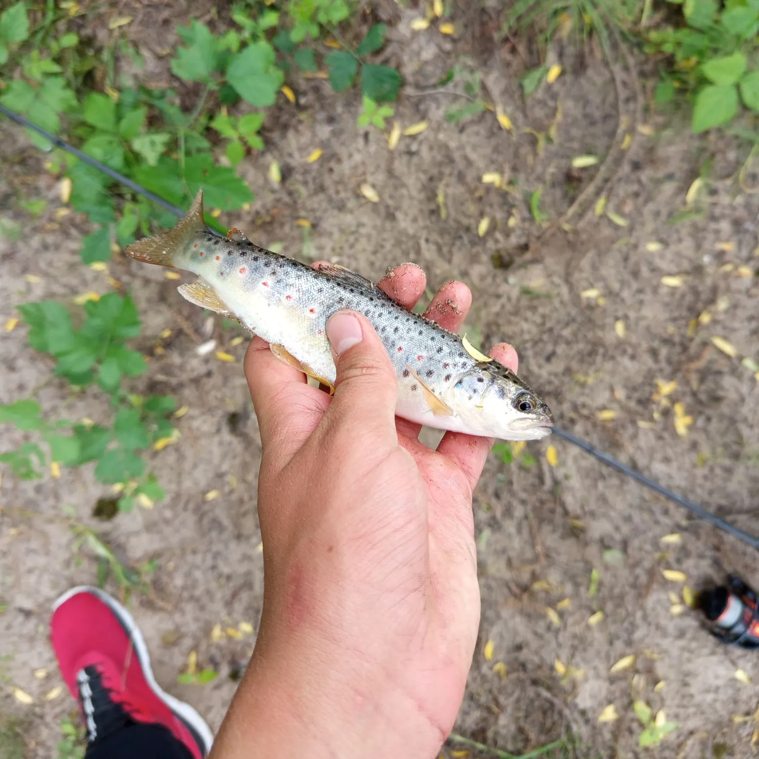 The most recent Sevan trout catches on Fishbrain