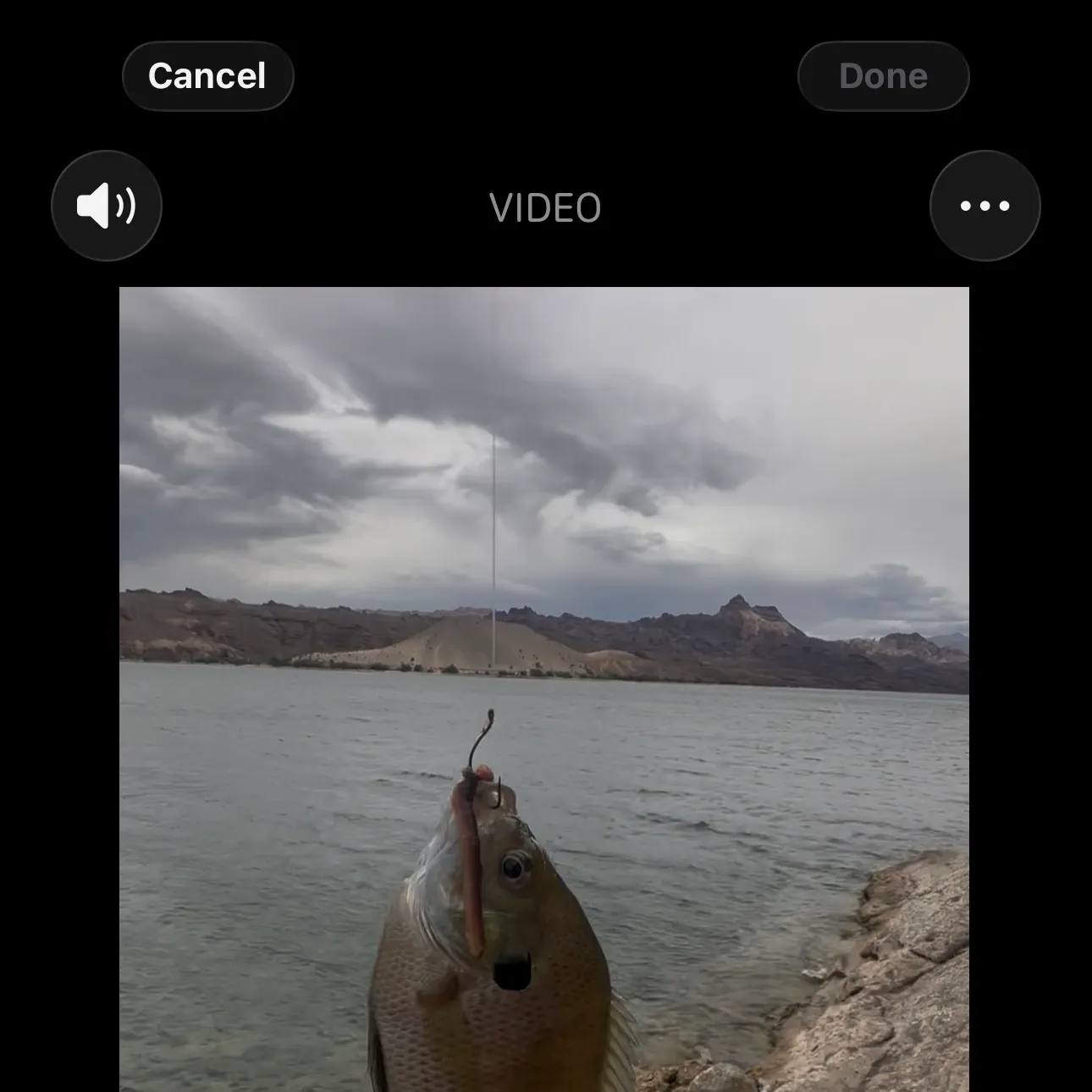 Bluegill caught on Fishbrain