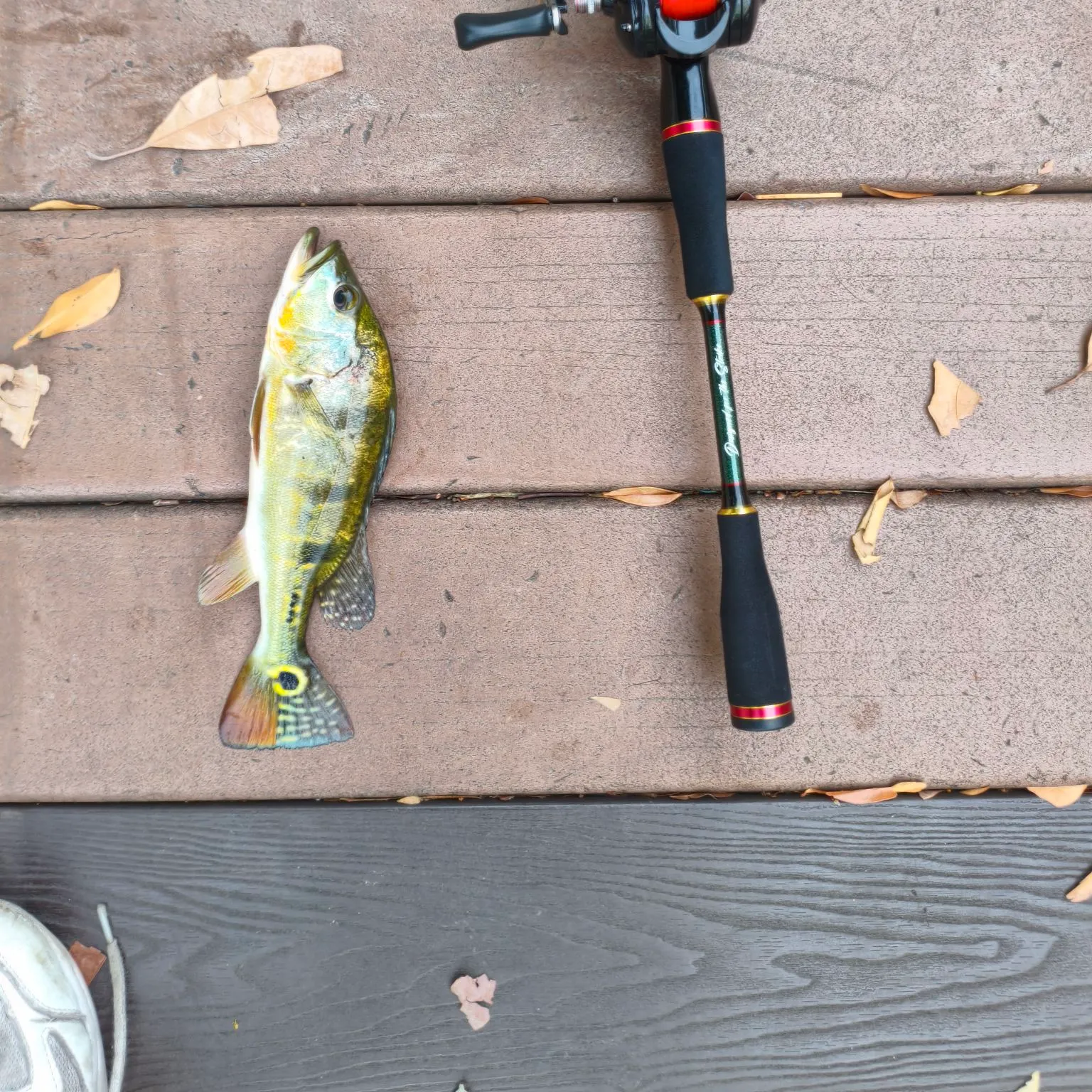 The most recent Butterfly peacock bass catches on Fishbrain