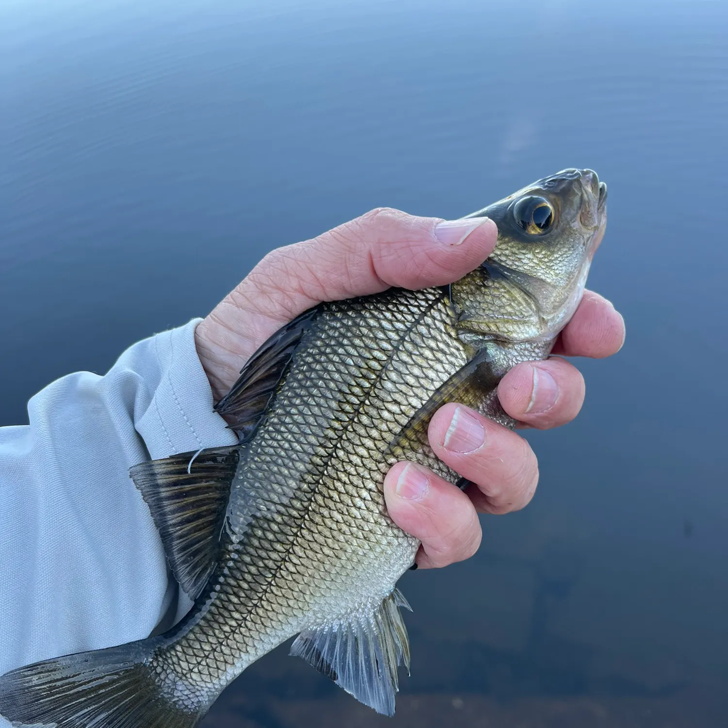 White perch caught on Fishbrain
