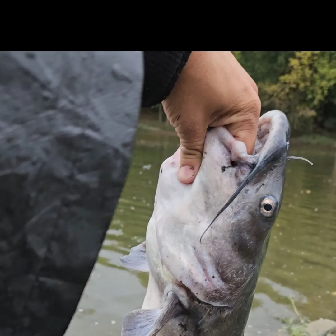 Channel catfish caught on Fishbrain