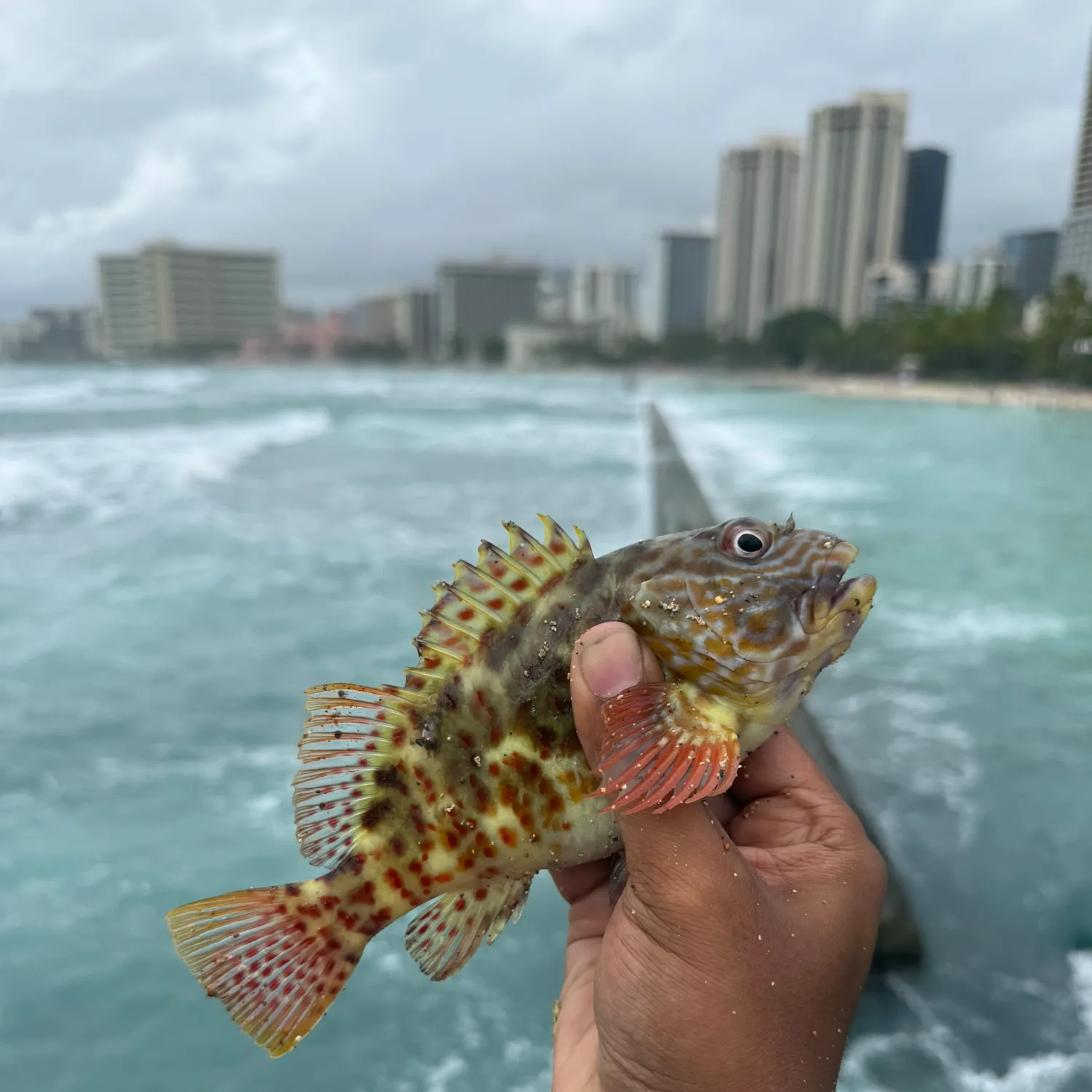Stocky hawkfish caught on Fishbrain
