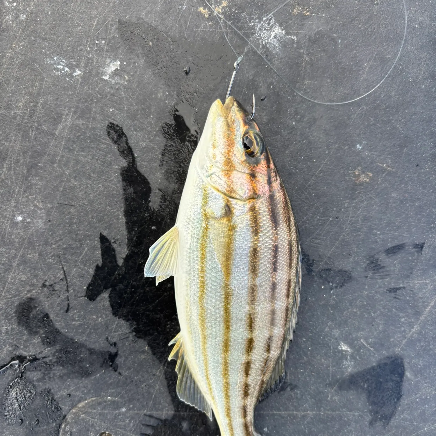 The most recent Striped trumpeter catches on Fishbrain