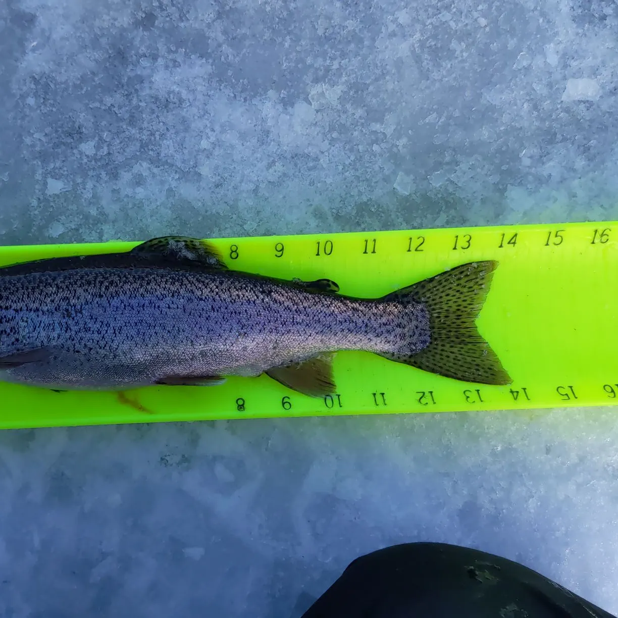 ᐅ Hazel Lake fishing reports🎣• Longville, MN (United States) fishing