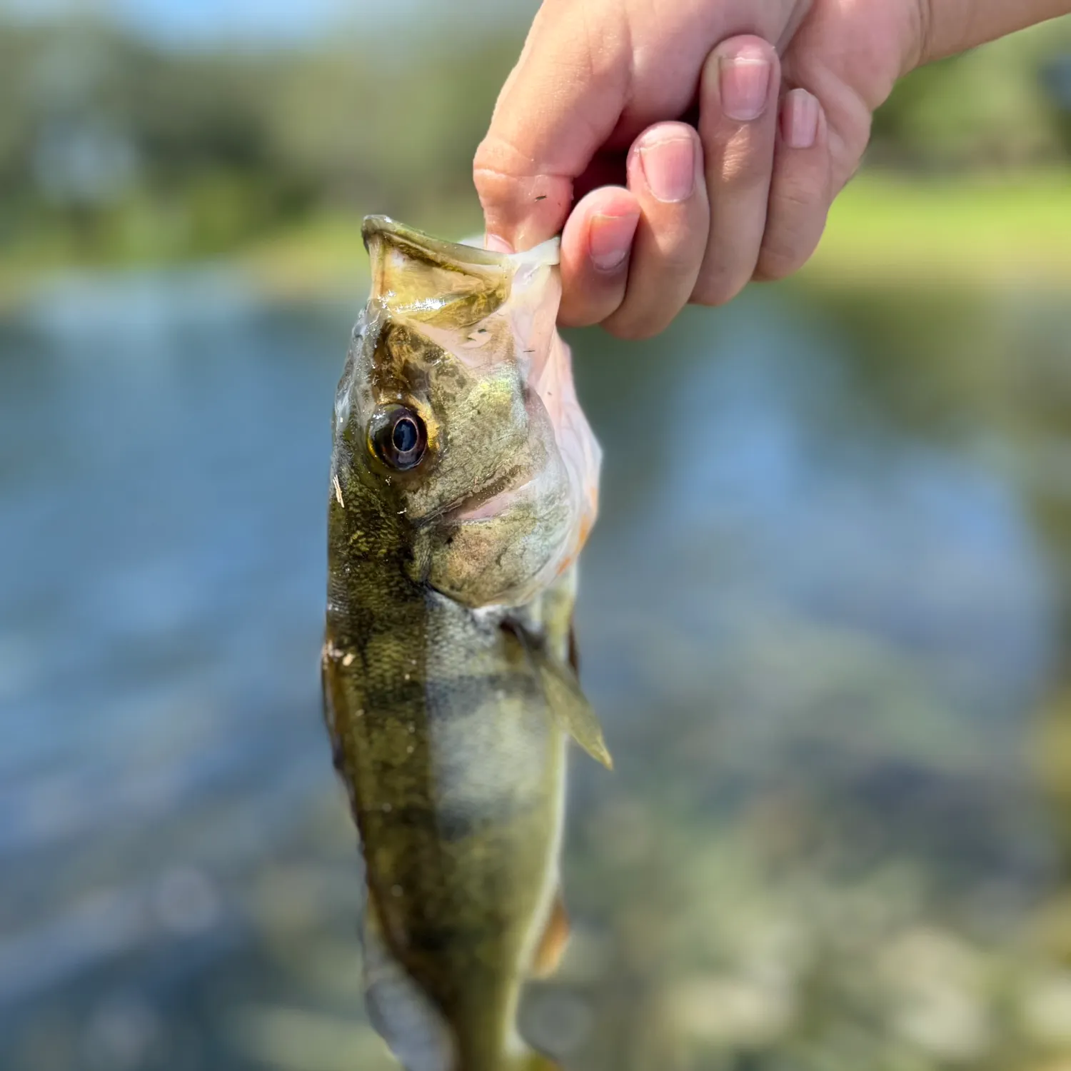 Butterfly peacock bass caught on Fishbrain