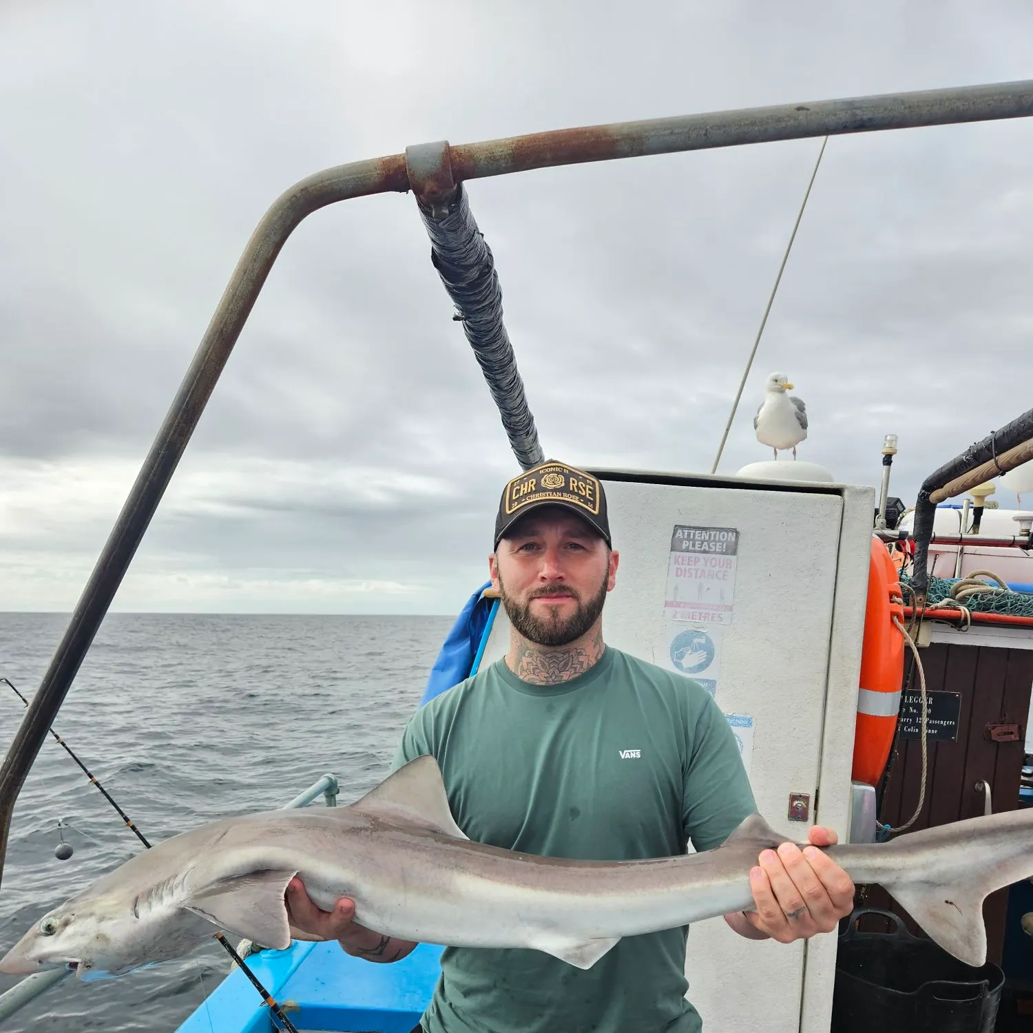 The most recent Tope shark catches on Fishbrain
