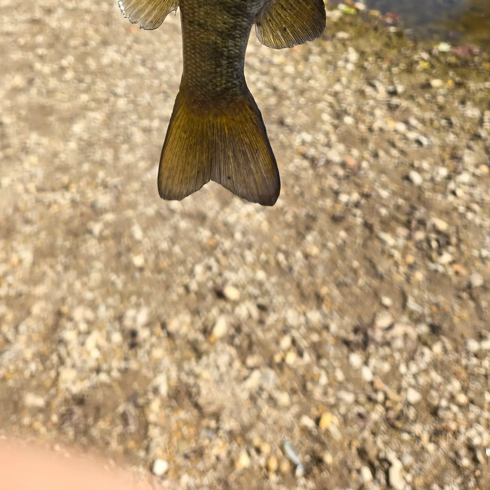 Smallmouth bass caught on Fishbrain