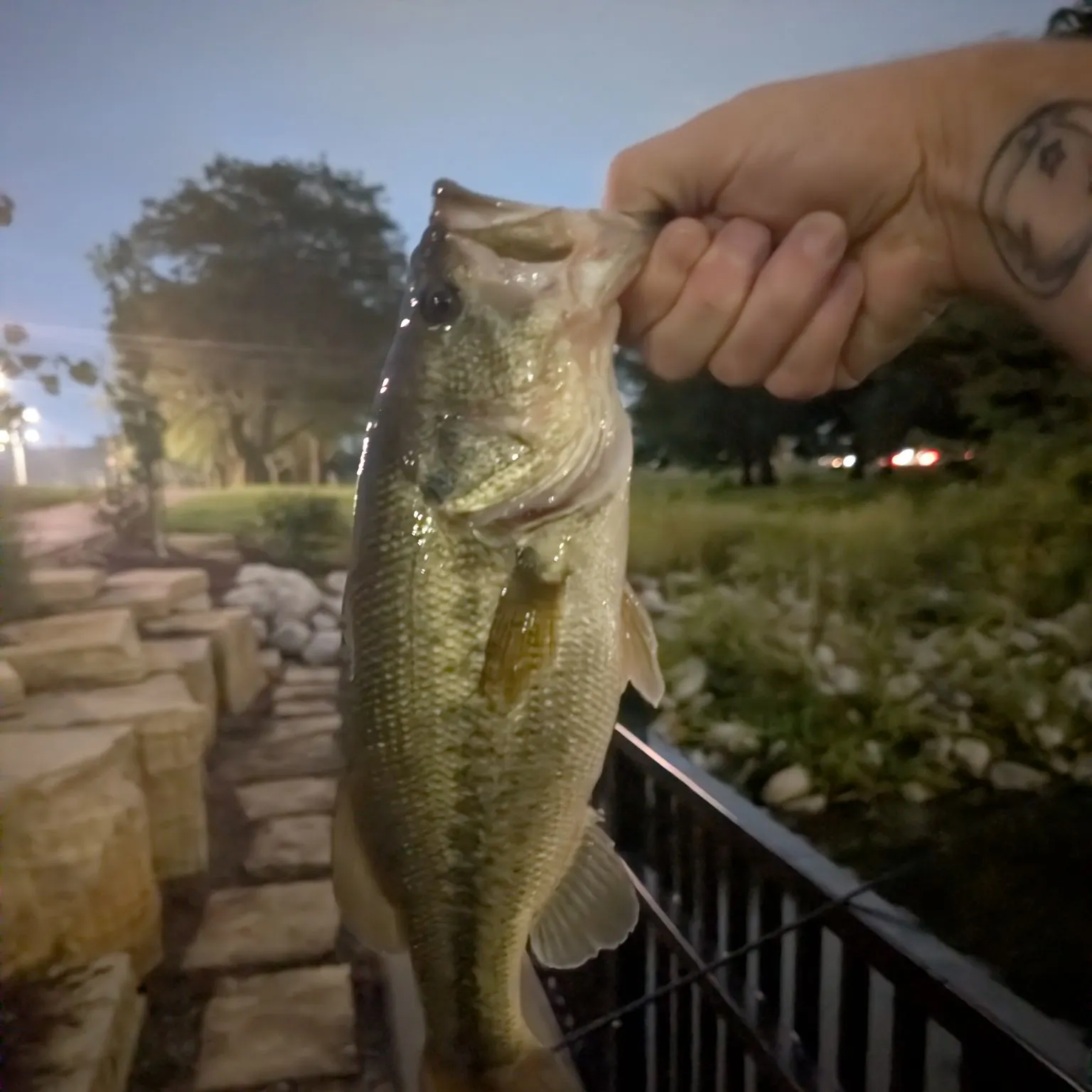 Largemouth bass caught on Fishbrain