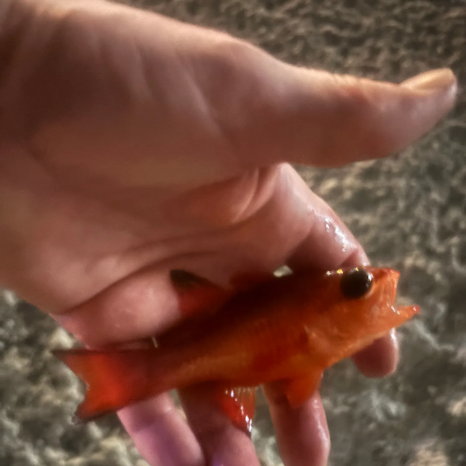 The most recent Mediterranean cardinalfish catches on Fishbrain