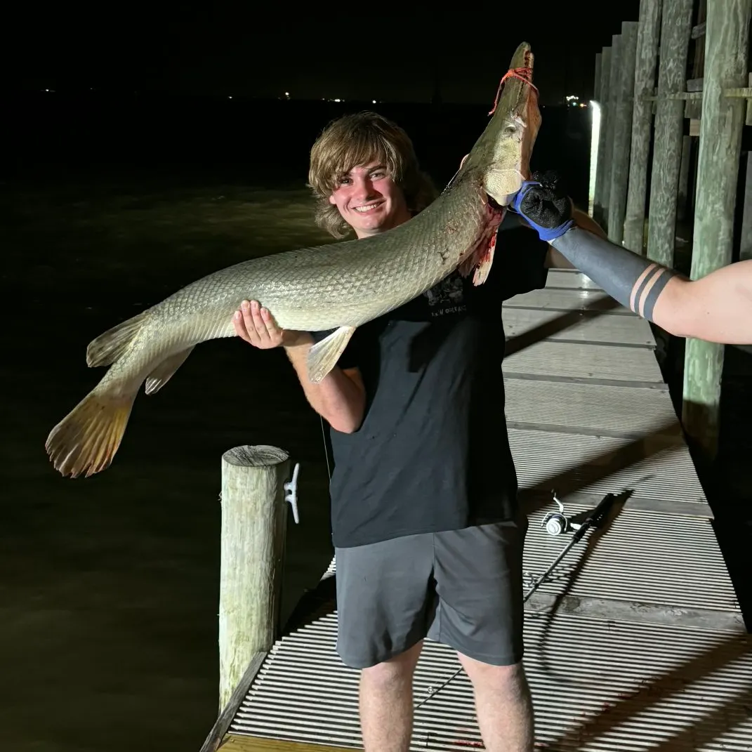The most recent Alligator gar catches on Fishbrain