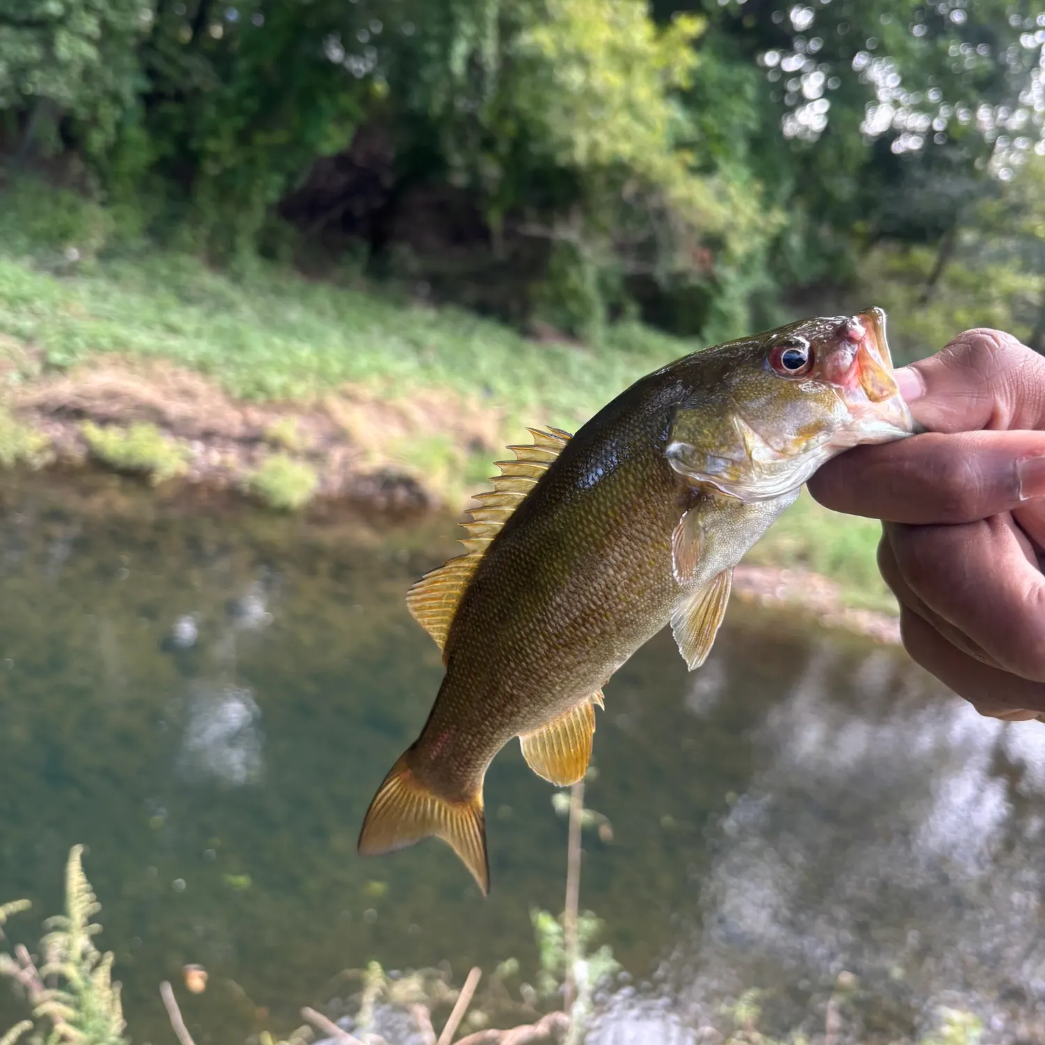 Smallmouth bass caught on Fishbrain