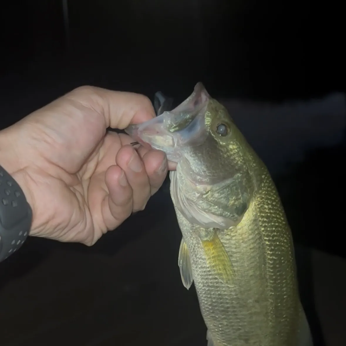 Largemouth bass caught on Fishbrain