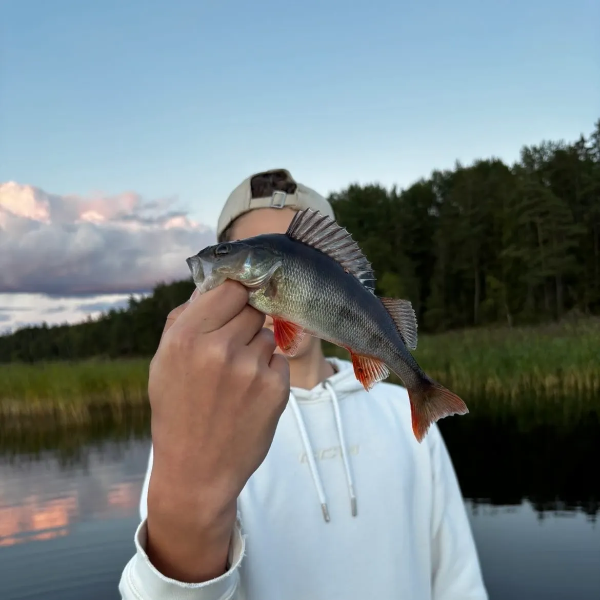European perch caught on Fishbrain