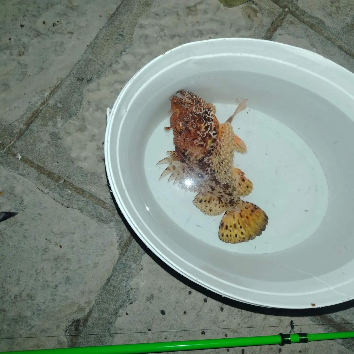 The most recent Tassled scorpionfish catches on Fishbrain