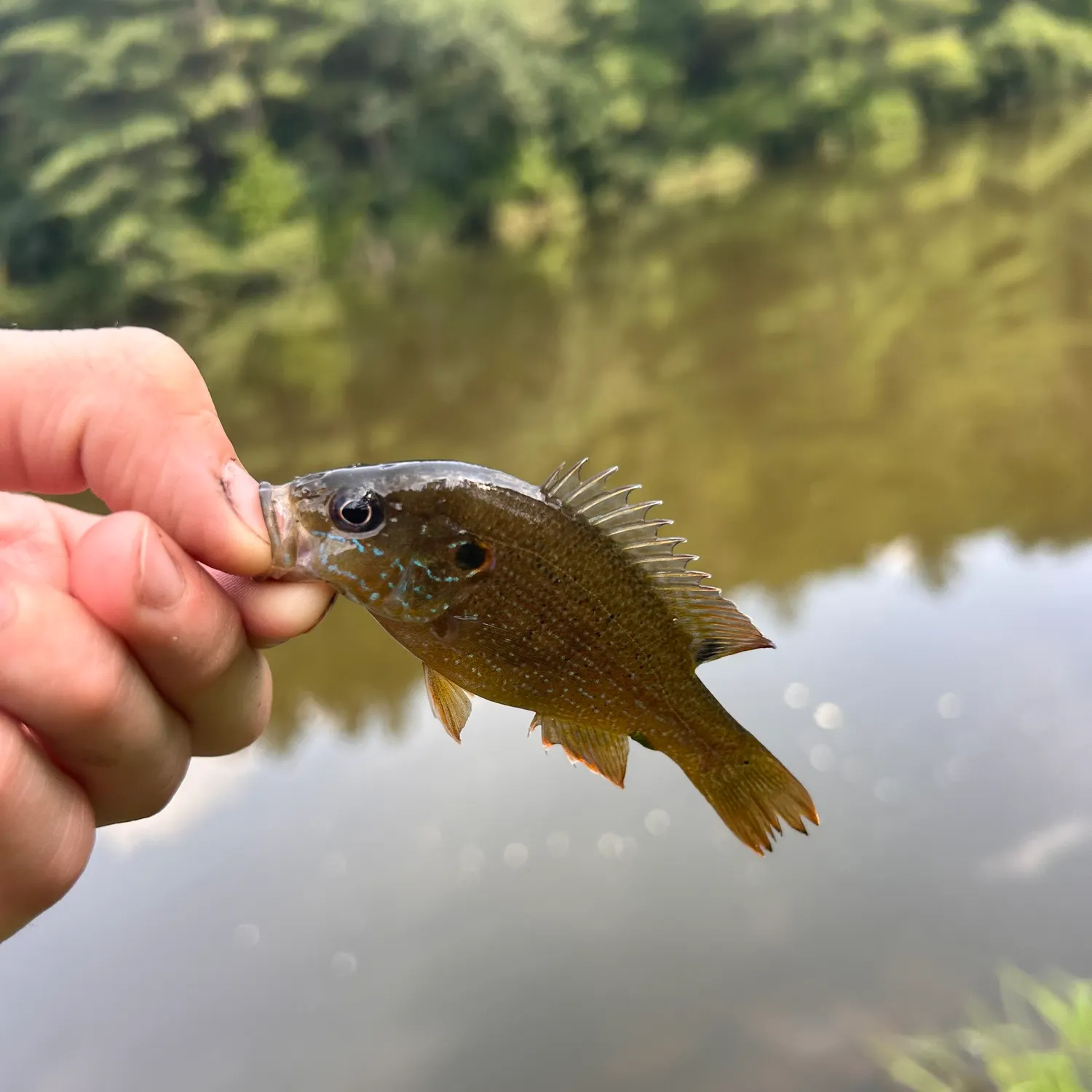 Green sunfish caught on Fishbrain