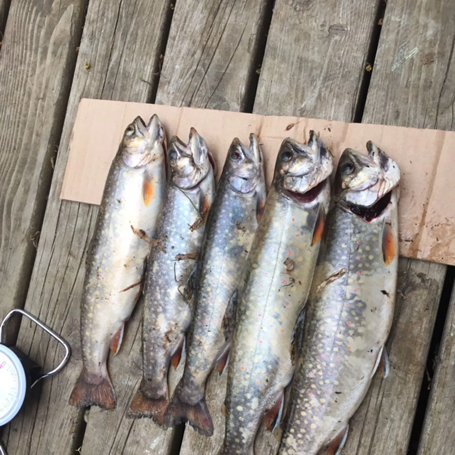 recently logged catches