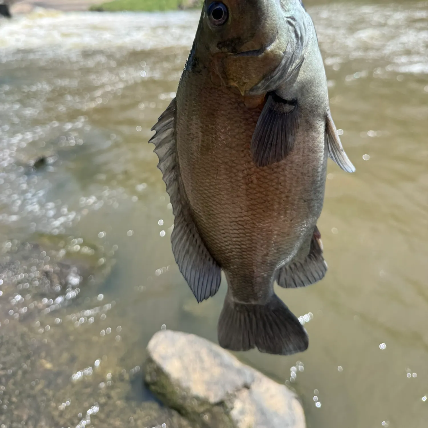 The most recent Australian bass catches on Fishbrain