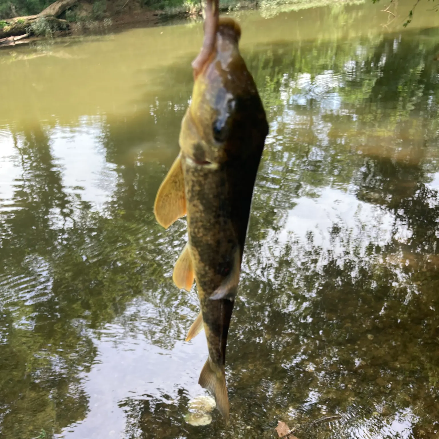 The most recent Northern hogsucker catches on Fishbrain