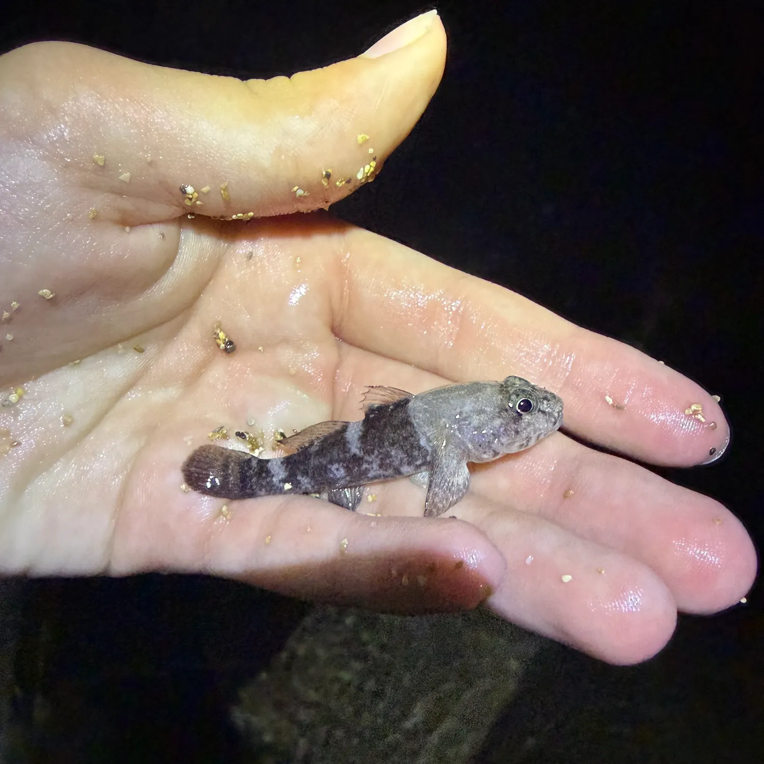 The most recent Dusky frillgoby catches on Fishbrain