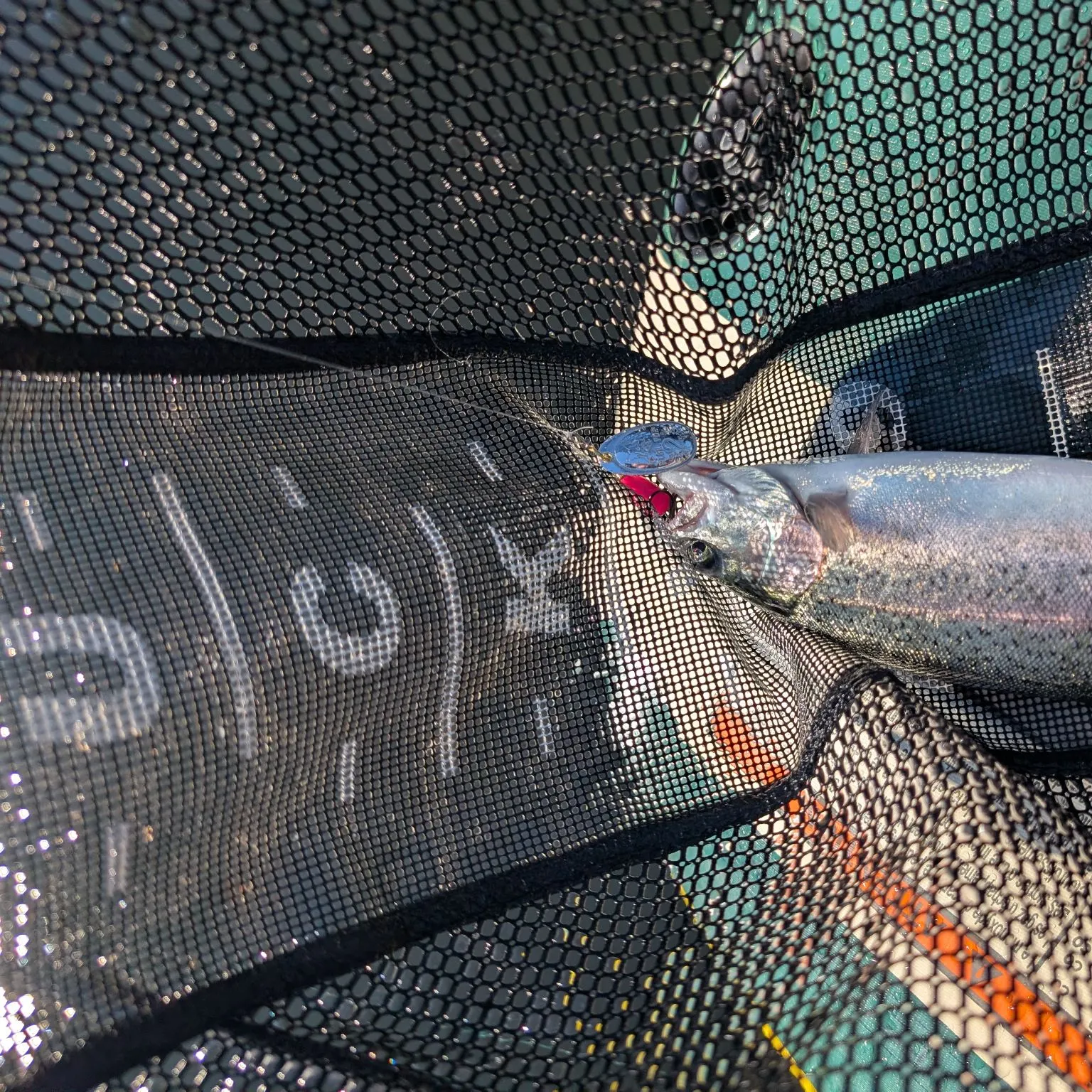 Rainbow trout caught on Fishbrain