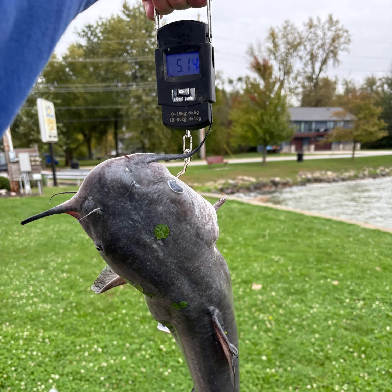 Channel catfish caught on Fishbrain