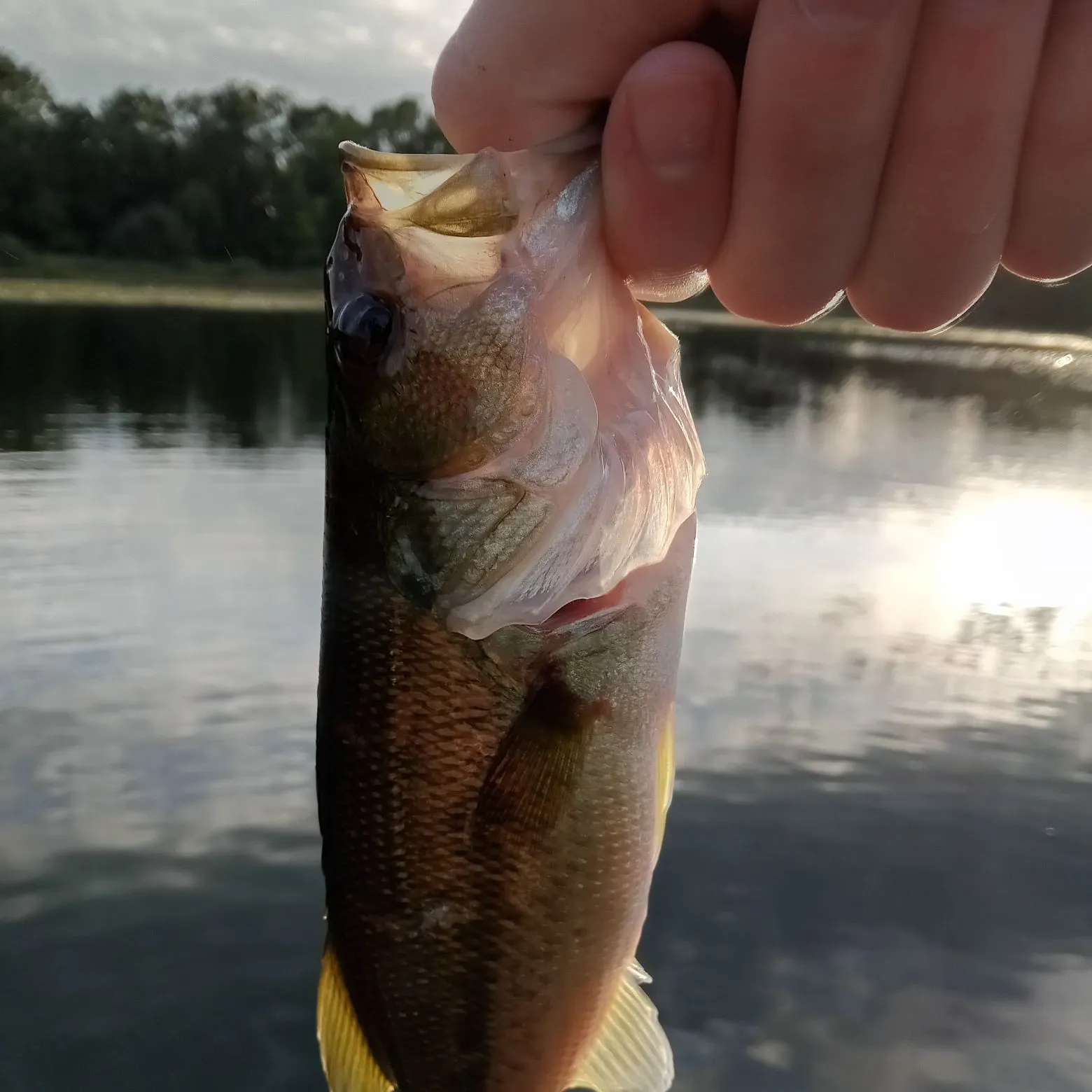 Largemouth bass caught on Fishbrain
