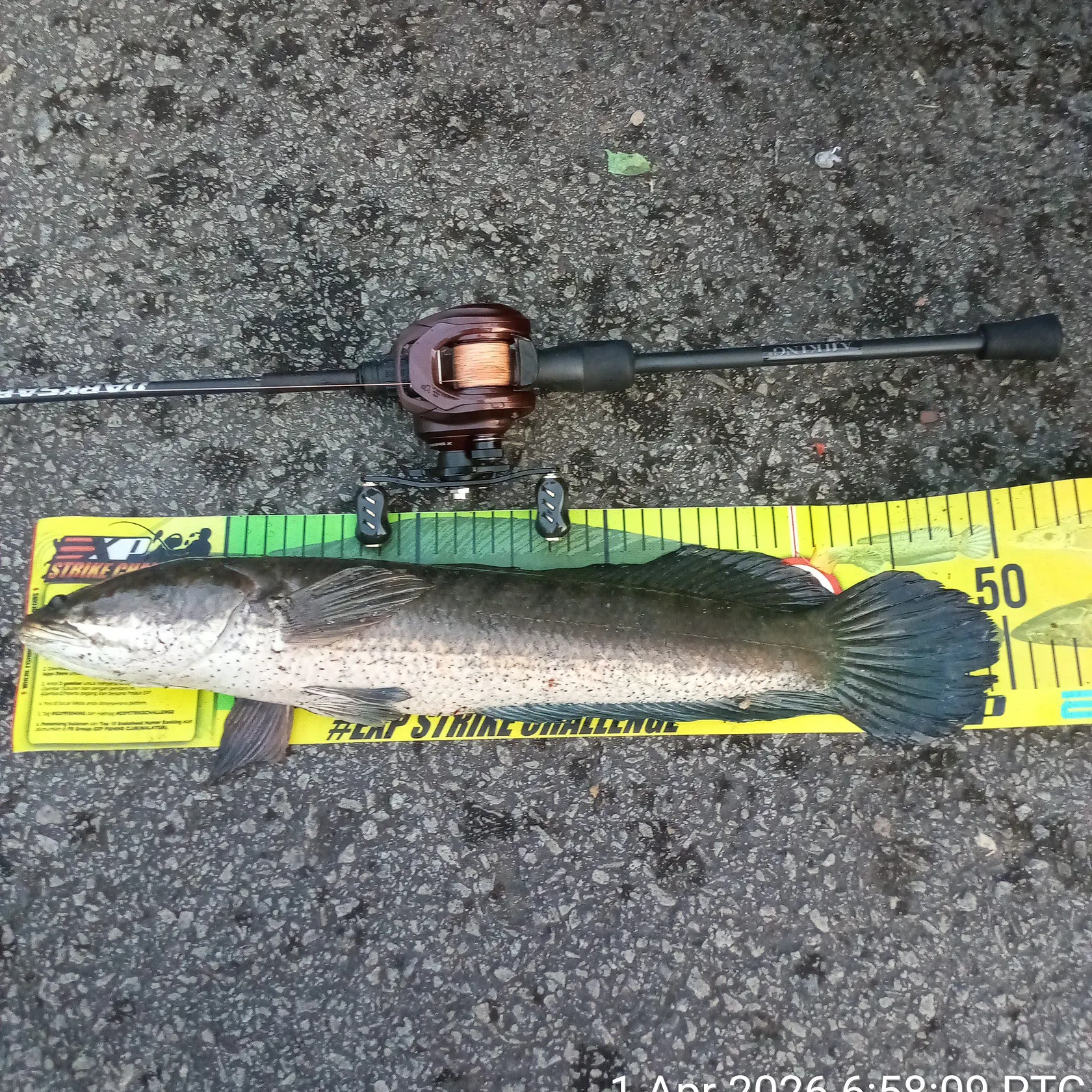 recently logged catches