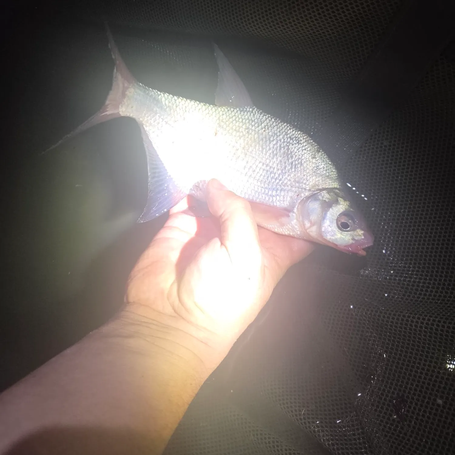 Common bream caught on Fishbrain