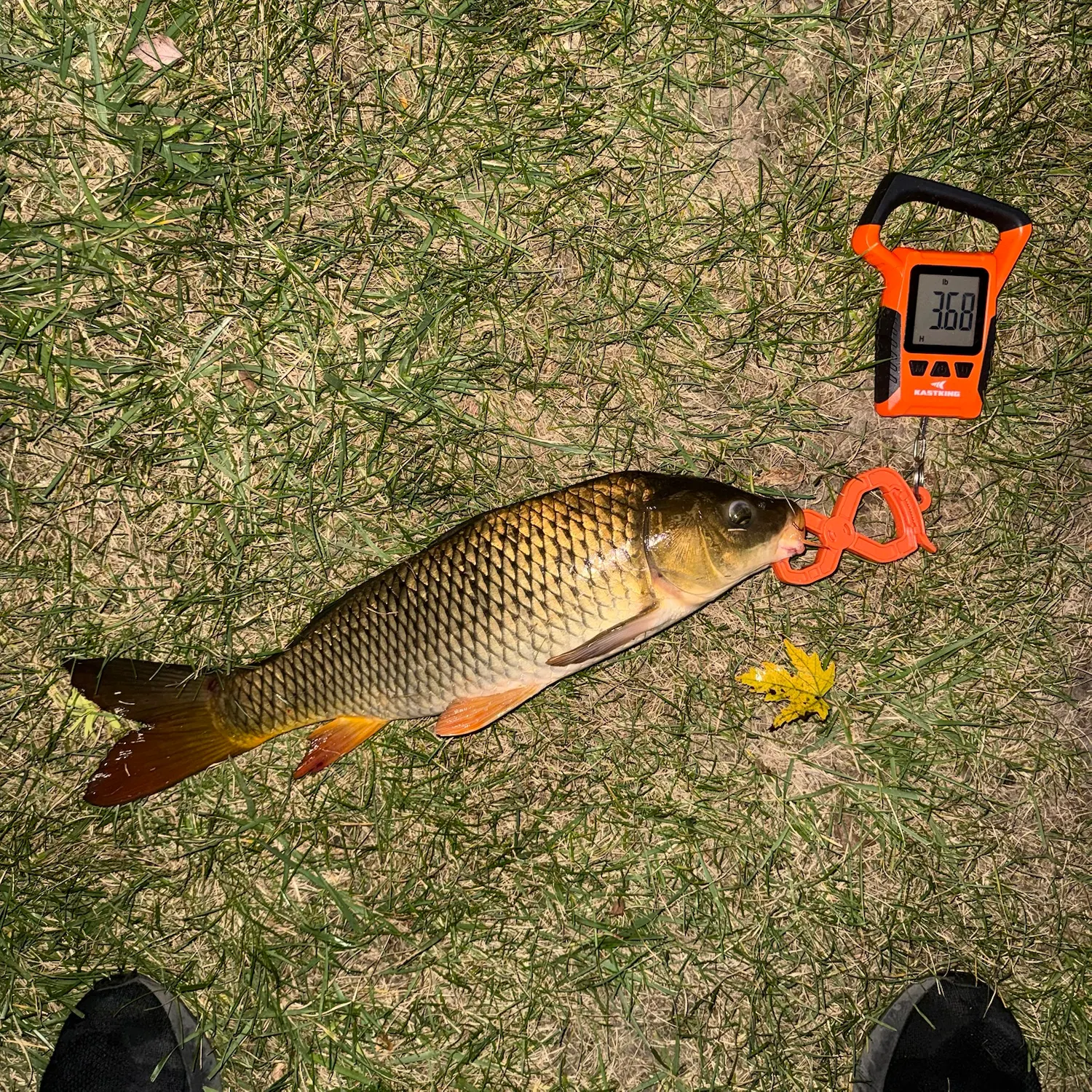Common carp caught on Fishbrain