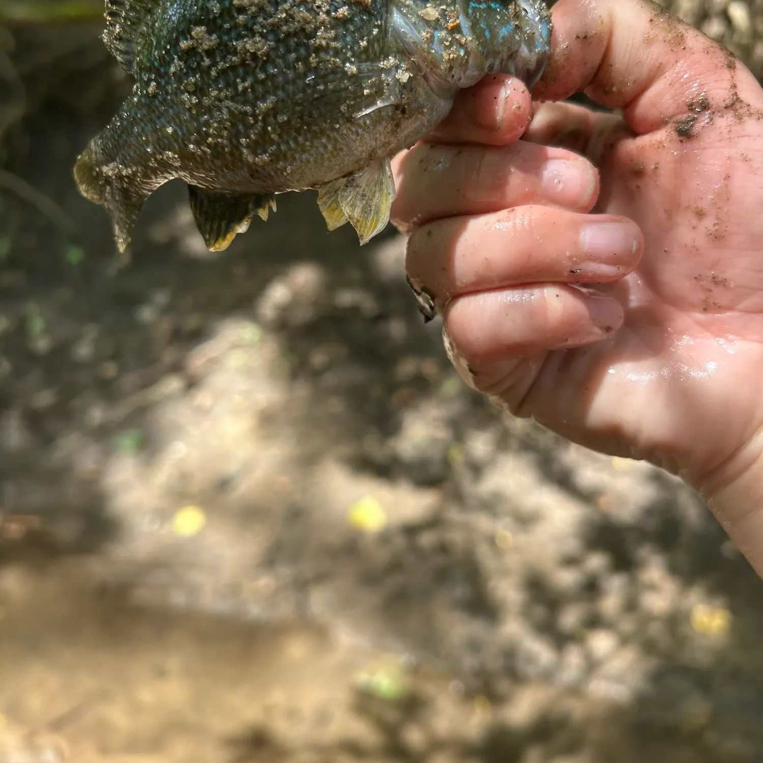 The most recent Wargill hybrid catches on Fishbrain