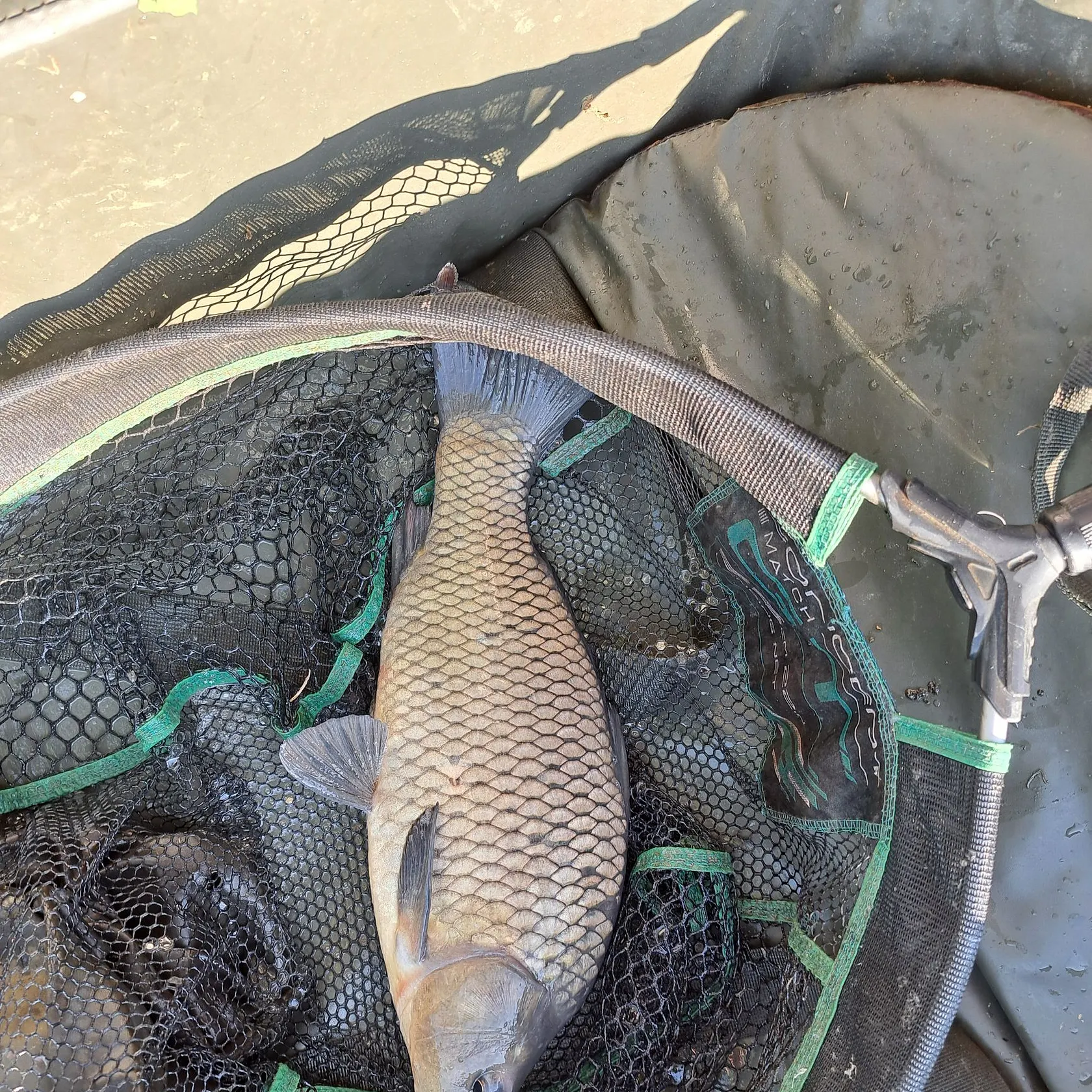 Common carp caught on Fishbrain