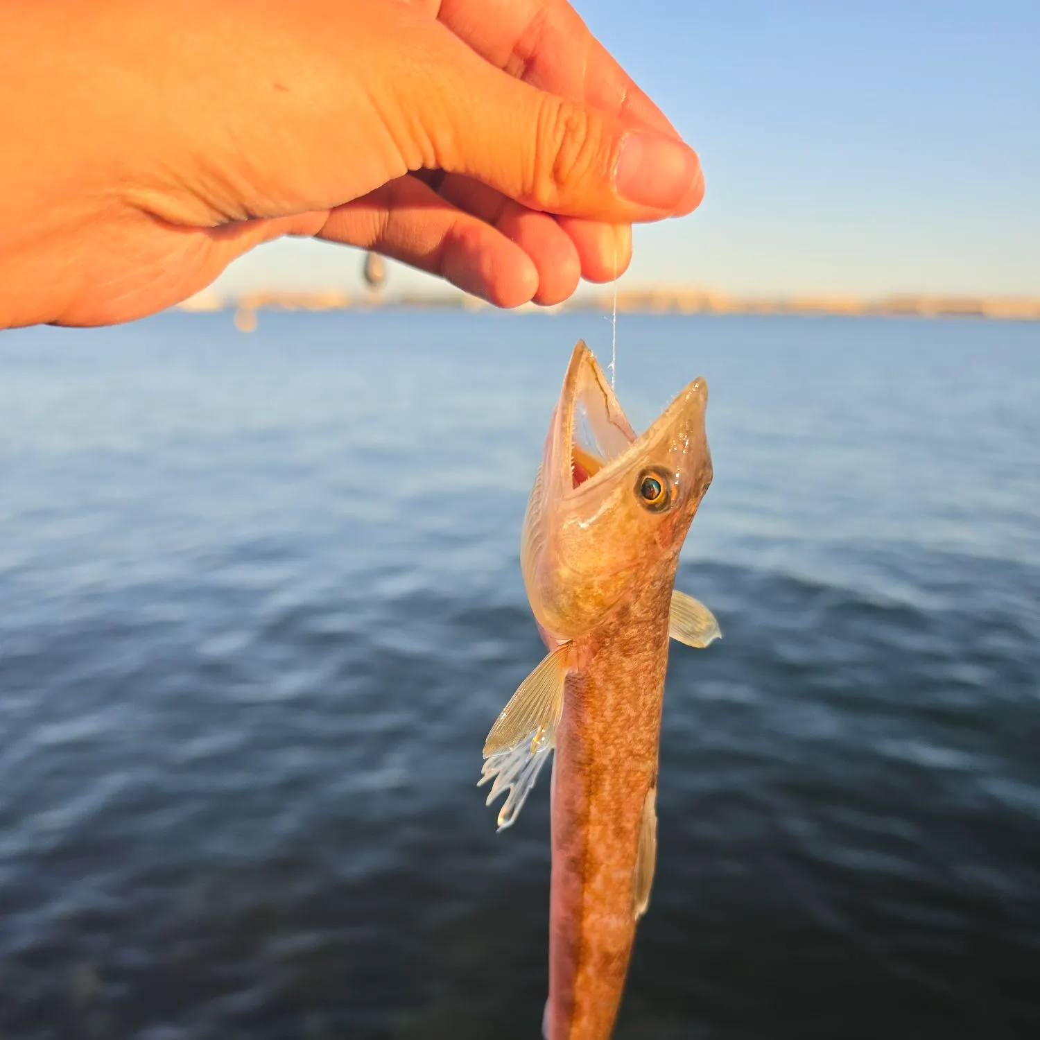 The most recent California lizardfish catches on Fishbrain