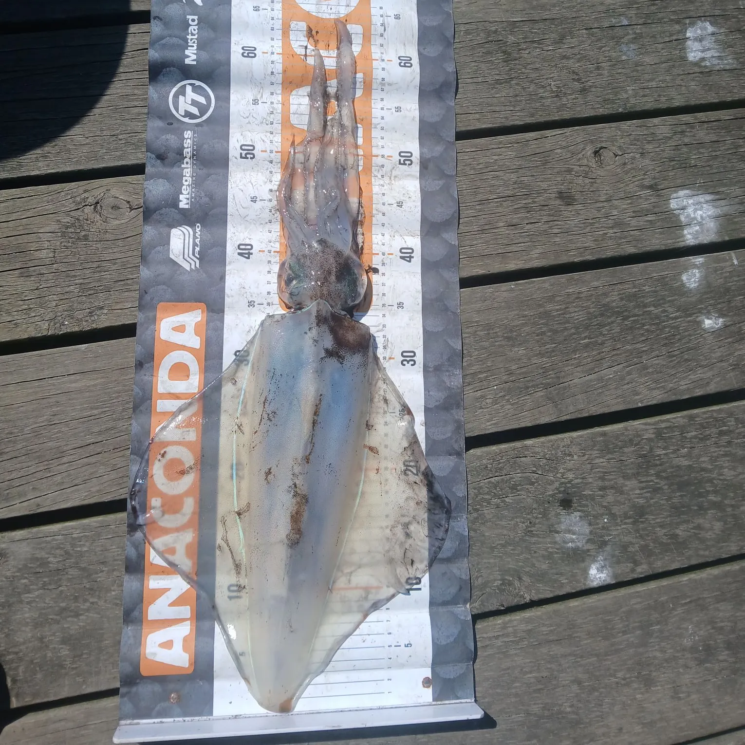 Southern calamari caught on Fishbrain