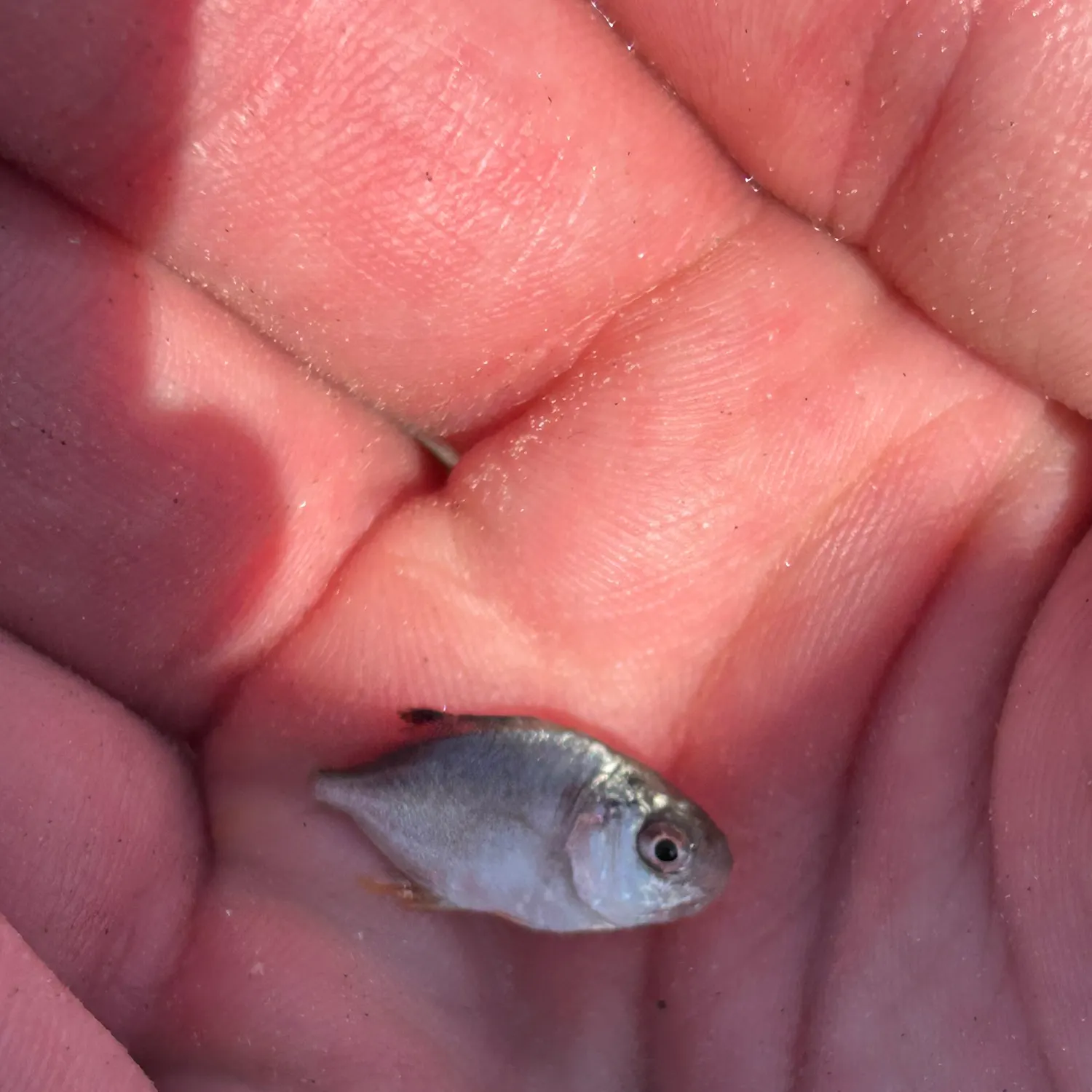 The most recent Permit catches on Fishbrain
