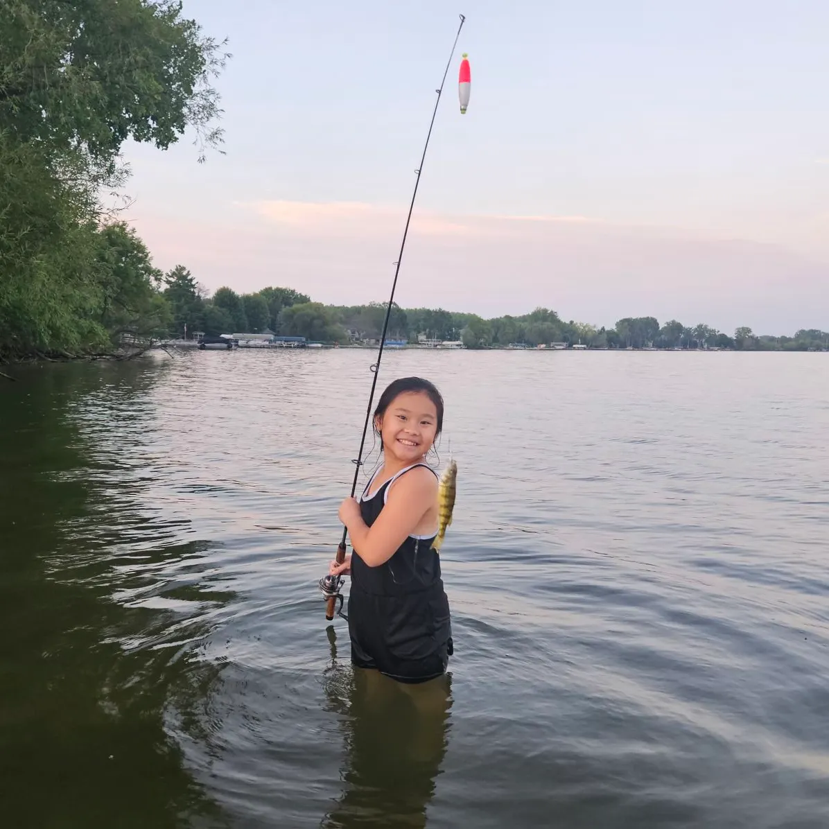 Yellow perch caught on Fishbrain